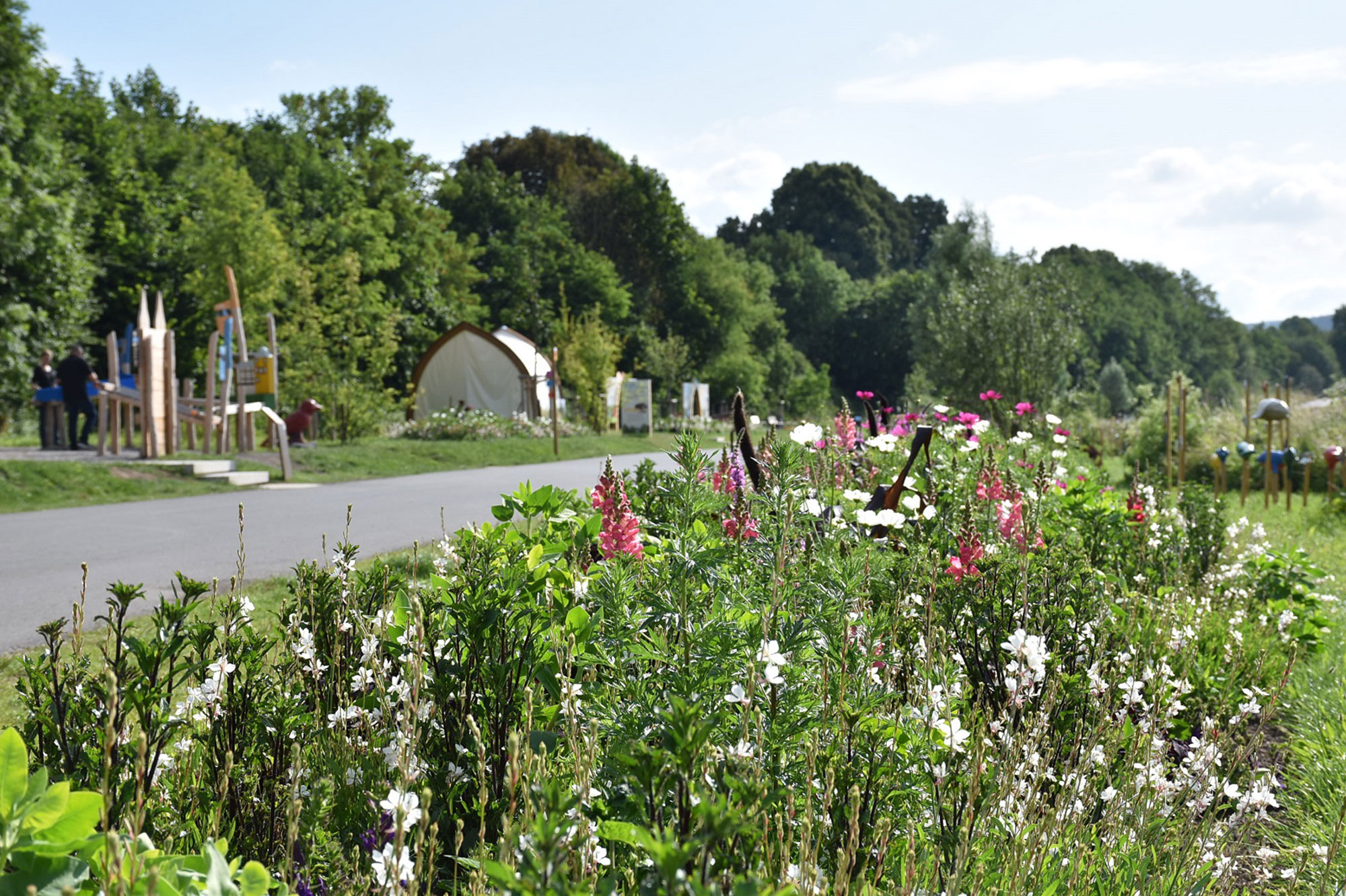 LGS HX Sommerblueher